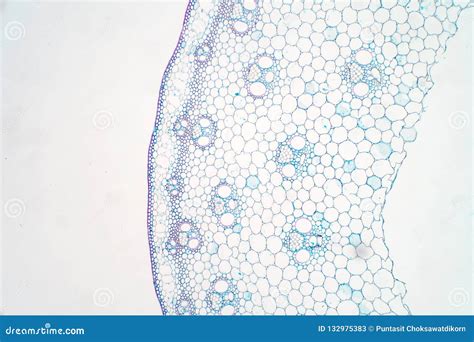 Cross Sections Of Plant Stem Under Microscope View Stock Illustration Illustration Of Botany