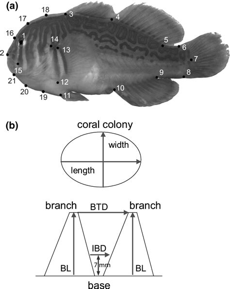 A Landmarks Used For Geometric Morphometric Analysis Of Gobiodon From