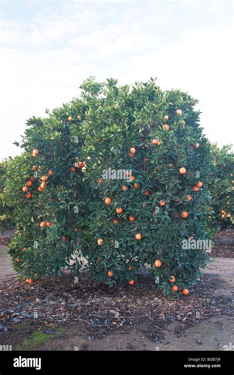 Orange Tree Washington Navel Bearing Ripe Fruit Stock Photo Alamy