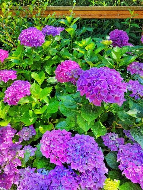 Ultimate Guide To Grow And Care For Hydrangeas For Beginners Shiplap