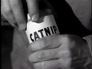 Watch Brazilian Babeshow Babes Babe Porn SpankBang