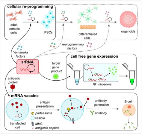 Principles And Applications Of Self Replicating RNA Design BOC Sciences