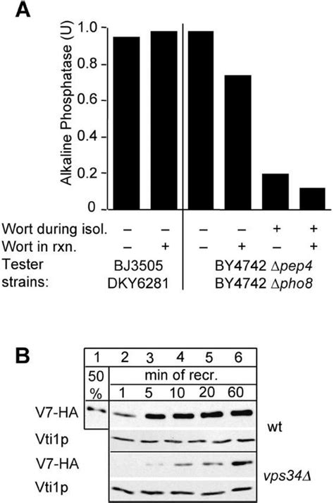 A Requirement For Ptdins P For Vacuole Fusion And Vam Rebinding A