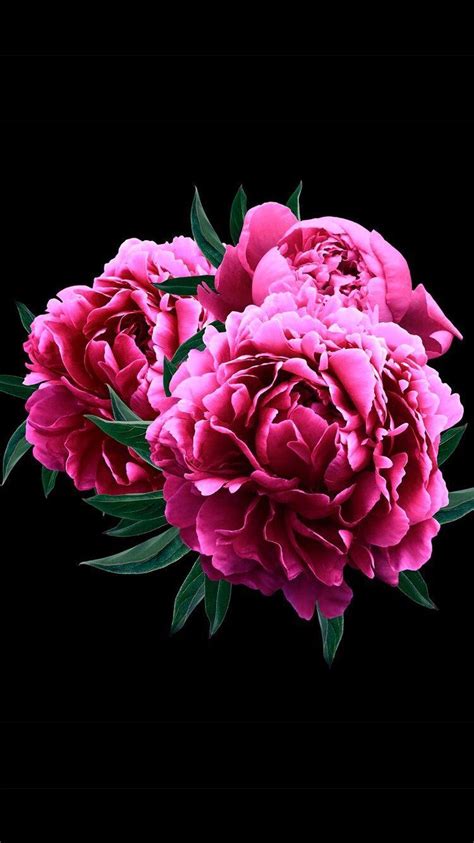 Peony iPhone Wallpapers - Top Free Peony iPhone Backgrounds ...