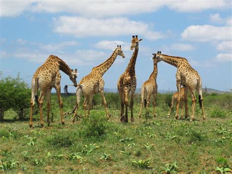 Giraffes South Africa stock photo. Image of savanna, adult - 6387692