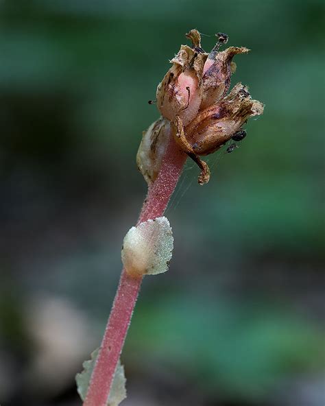 Pinesap Colin Gillette Flickr