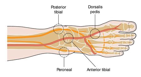 Posterior Tibialis Pulse