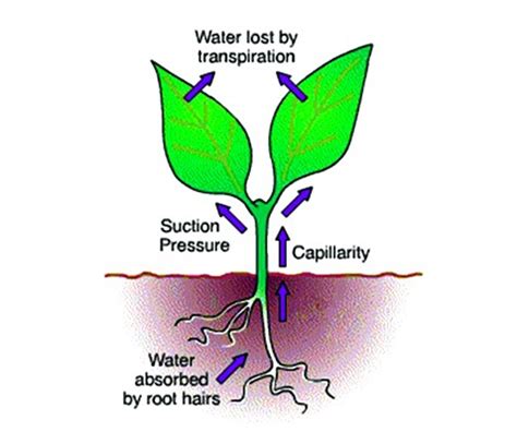 Importance of Transpiration in Plants - QS Study