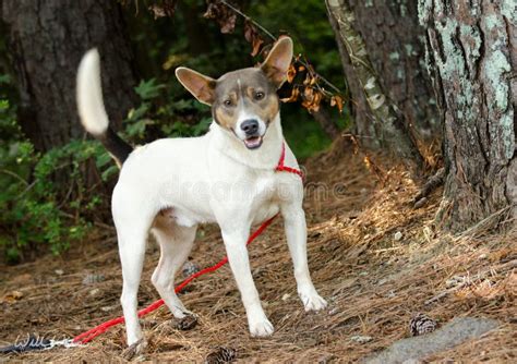 Rat Terrier Cattledog Mixed Breed Dog Stock Photo - Image of hunting ...