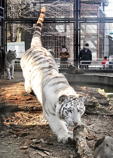 宇都宮動物園のホワイトタイガー｜web写真館 ニュース｜web写真館｜下野新聞デジタル