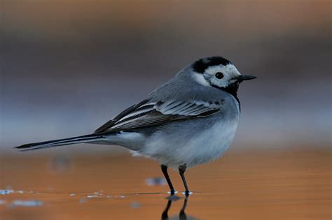 Белая трясогузка (Motacilla alba)