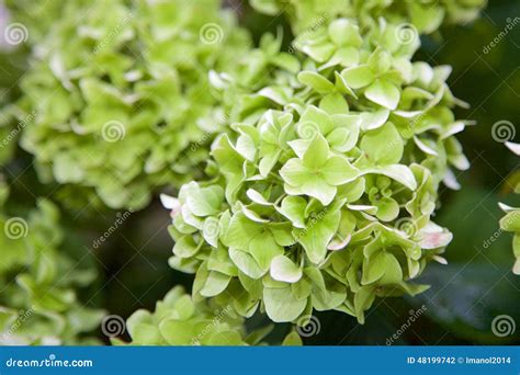 Details Picture Hortensias Verdes Abzlocal Mx