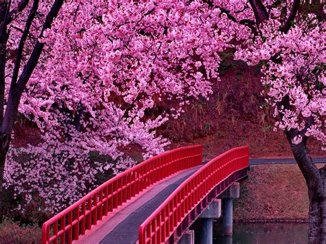 Japanese Pink Tree Aesthetic Wallpapers - Wallpaper Cave