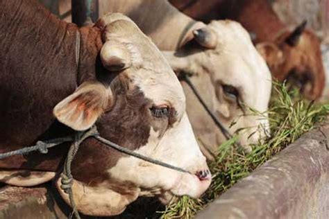 Pemerintah Impor 15 000 Ekor Sapi Indukan Tahun Ini