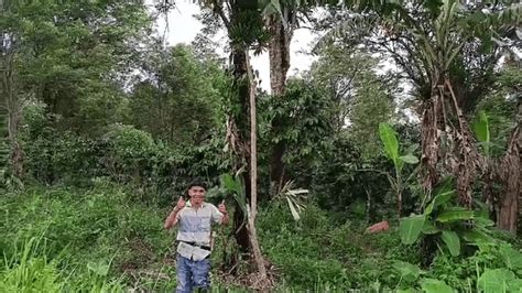 Fenomena Unik Pisang Ambon Satu Tandan Bercabang Dua Menarik Perhatian