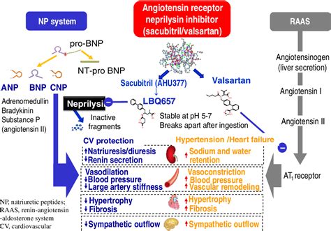 The Sacubitril Valsartan A First In Class Angiotensin Receptor