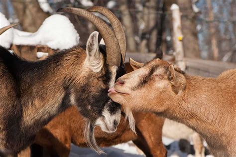 Oberhasli Dairy Goat