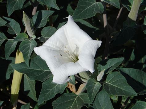 Sacred Datura: Photos of a Beautiful (But Poisonous) Plant ...