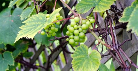 Weinreben Pflanzen Im Garten Standort Pflege