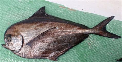 Palometa Al Horno