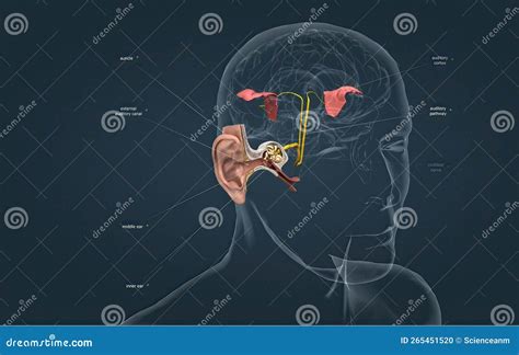 Sound Passes Through The Ear And Carries Signals To The Brain Stem