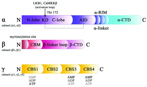 Domain Structure And Three Subunits Of The Ampk Protein Upstream