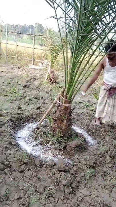 আলহামদুলিল্লাহ সৌদি খেজুর গাছে সার এবং কীটনাশক প্রয়োগ। Youtube