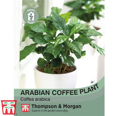 Arabian Coffee Plant - House Plant Seeds | Thompson & Morgan