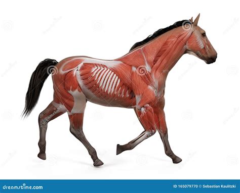 The Equine Anatomy The Muscle System Stock Illustration