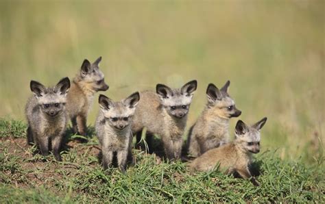 Pin Von Nicole Bauer Auf Animal Love Wunderschöne Kreaturen