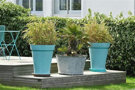 Premium Photo | The large pots with plant in the garden