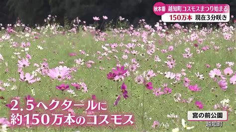 150万本の秋桜！「コスモスまつり」越知町で9月30日～10月15日まで開催｜ぐるぐるこうち ～高知の気になるをあつめたwebメディア～