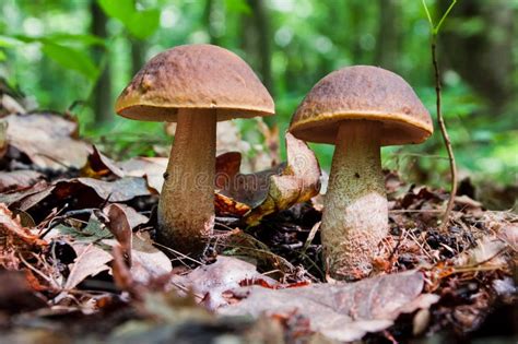 Two Edible Brown Mushrooms Leccinum Scabrum Grow In The Woods Stock