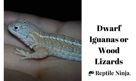 12 Smallest Iguana Species - Explore These Little Legends