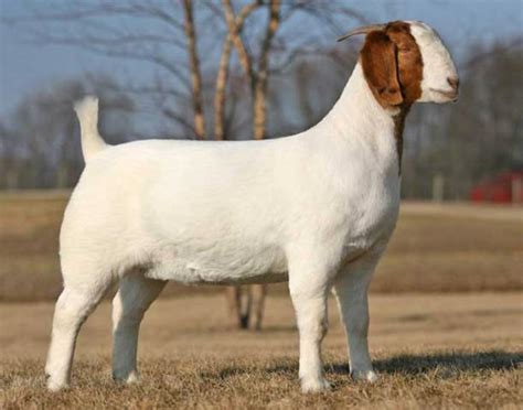 HEALTHY PUREBLOOD 100 BOER GOATS Estonia Price Supplier 21food