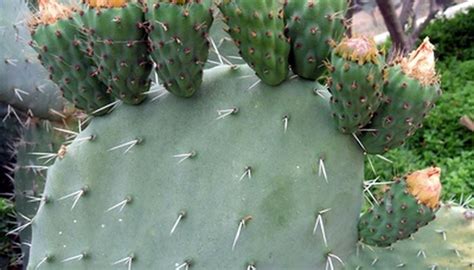 Care Of A Nopal Cactus Plant Garden Guides