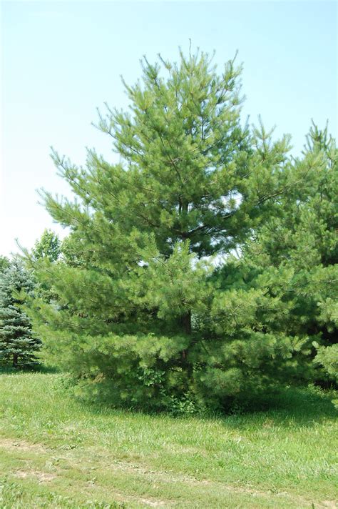 Eastern White Pine General Shape Of A Younger Tree White Pine Tree