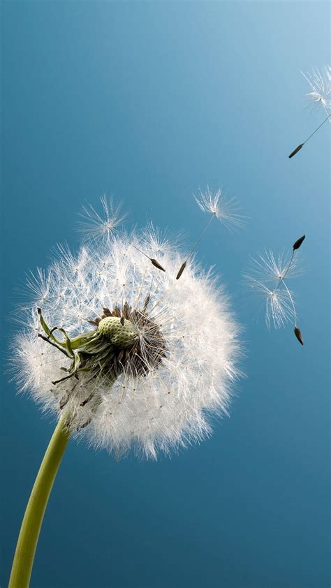 Dandelion Blossom Dandelions Galaxy Hd Phone Wallpaper Peakpx