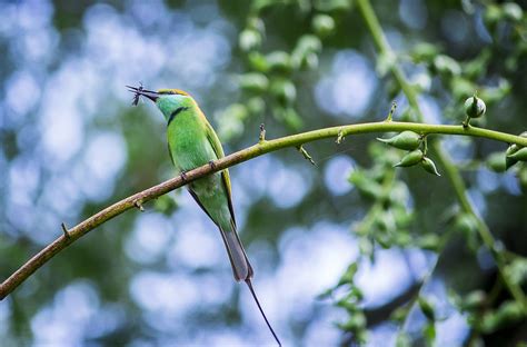 Bird Asian Green Bee-Eater - Free photo on Pixabay - Pixabay