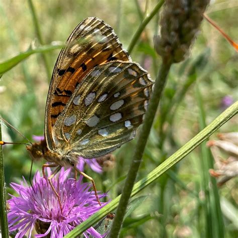 Photo Dark Green Fritillary Speyeria Aglaja Observation Org