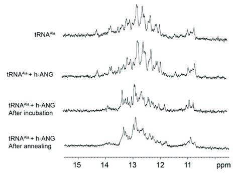 D H Spectra Of Trna Ala Imino Hn Region Before And After H Ang