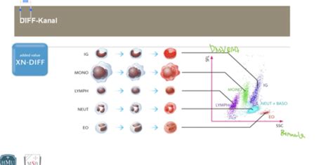 Hämatologie Klinische Chemie Karteikarten Quizlet