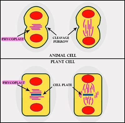 Cytokinesis – Definition, Process, Stages, Examples,, 60% OFF