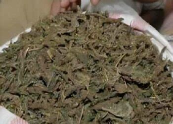 Kg Ganja Seized Archives Vizag