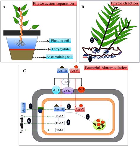 Arsenic Remediation By Different Mechanisms A Planting Soil And Arsenic