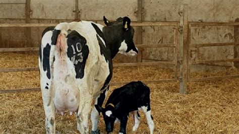 Uk Vet Livestock Calving Pen Management