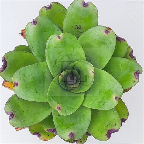 Neoregelia Concentica X Johannis Rubra Egzoticplant Websho