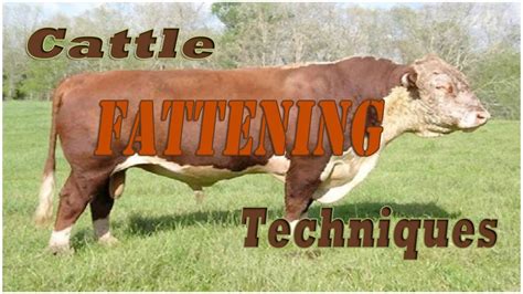 Cattle Fattening Techniques Youtube