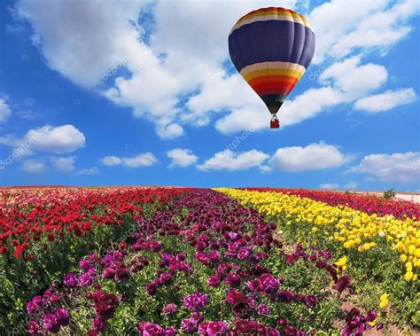 Balloon Over Fields With Flowers Stock Photo Kavramm