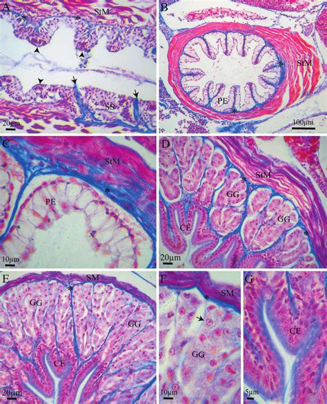 Histological Sections Of The Digestive Tract Of Paracheirodon